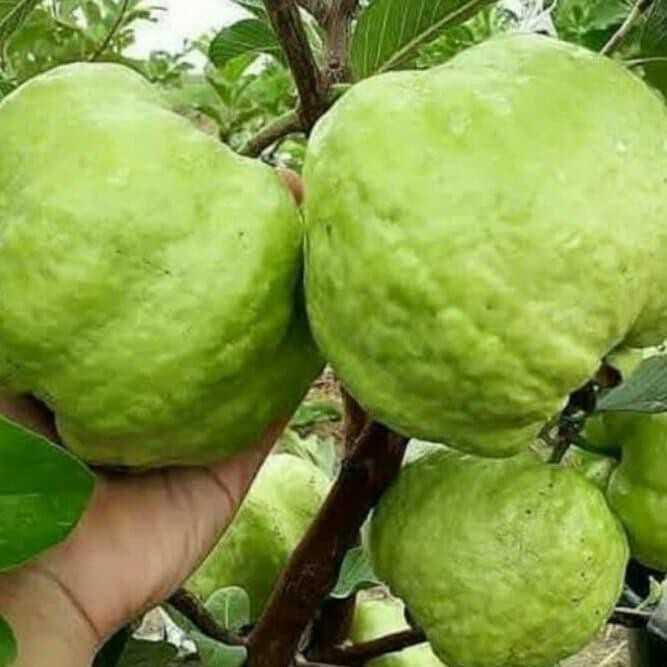 

Terlaris Bibit Jambu Kristal Non Biji