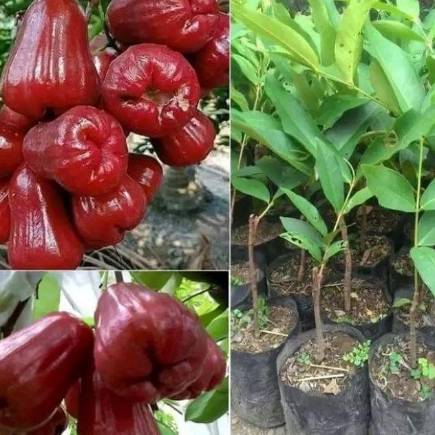 

Terlaris Benih Jambu Air Dalhari Merah Bibit Dari Okulasi/Stek Cepat Untuk Berbuah