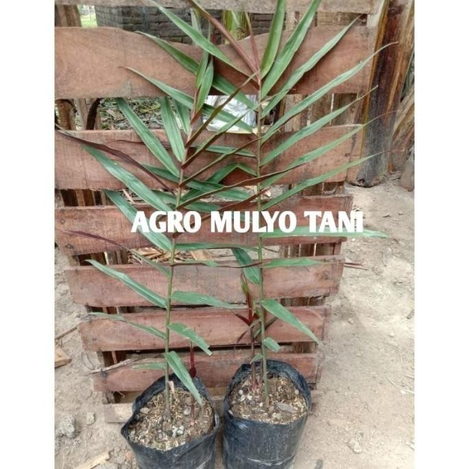 

Terlaris Bibit Jahe Wulung/Cosmetic