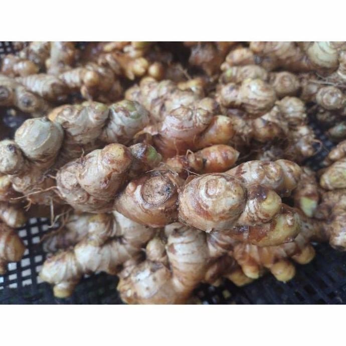 

Terlaris Jahe Emprit Segar 1Kg Tua Cucian, Sudah Bersih Bisa Untuk Bibit