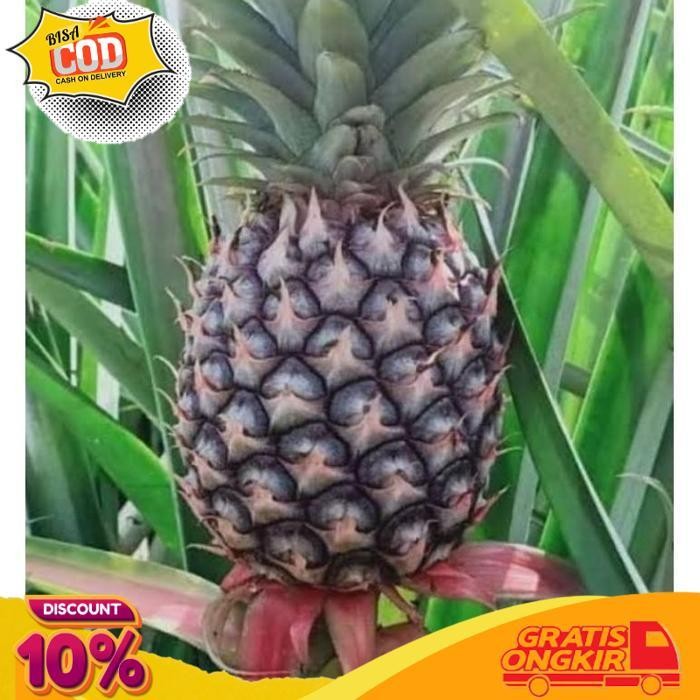 

Diskon Nanas Muda Kupas Bersih Segar Dan Fresh Khusus Instan/Sameday