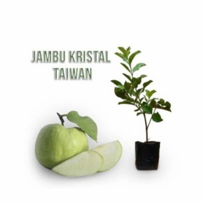 

Terlaris Bibit Jambu Kristal Taiwan Tanpa Biji