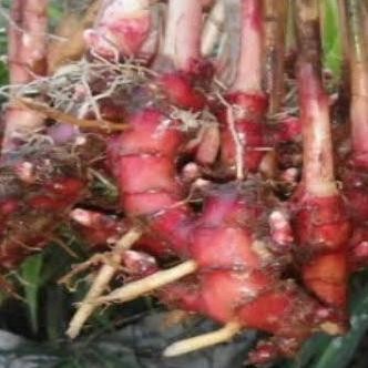 

Terlaris Paket 10 Bibit Jahe Merah Super Siap Tanam