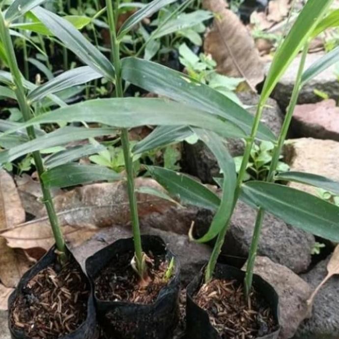 

Terlaris Bibit Tanaman Herbal Jahe