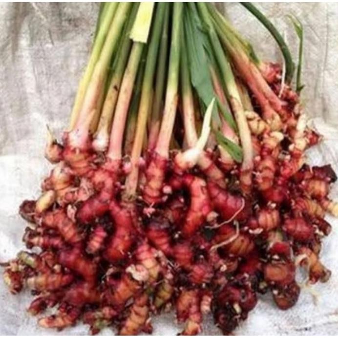 

Terlaris Bibit Jahe Merah Siap Tanam Rudspe 3062Lq