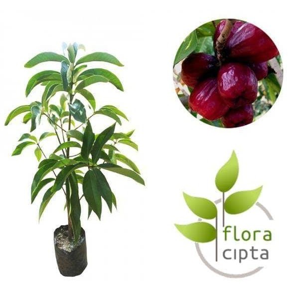 

Terlaris Bibit Jambu Air Jamaika/Pohon Jambu Air Jamaika