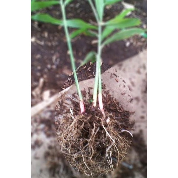 

Terlaris Bibit Jahe Merah (Isi 10 Pollybag) Fbzbwh 1310Jf