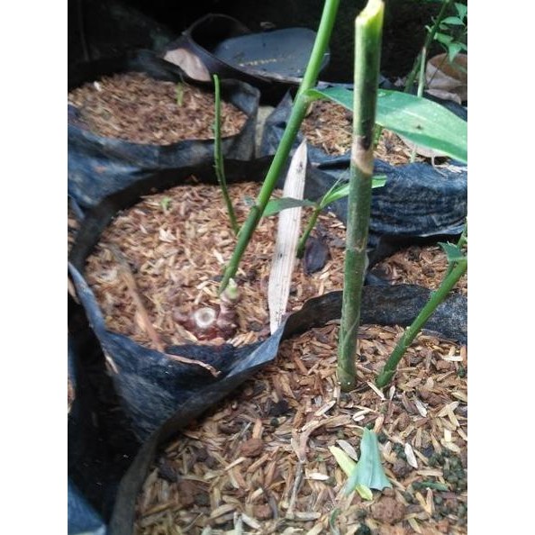 

Terlaris Bibit Pohon Jahe Merah Tgbudo 6235Ul