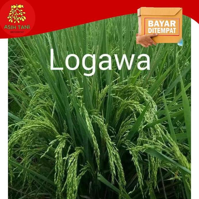 

Terlaris Benih Bibit Padi Logawa Quality 5Kg Berkualitas