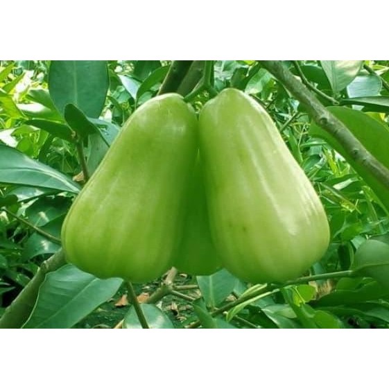 

Terlaris Bibit Jambu Madu Deli Super Cepat Berbuah | Ecer Dan Grosir Dilayani
