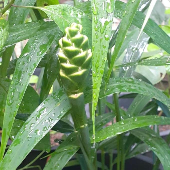 

Terlaris Tanaman Jahe Putih/Bibit Tanaman Jahe Emprit Edldvh 5845Fs