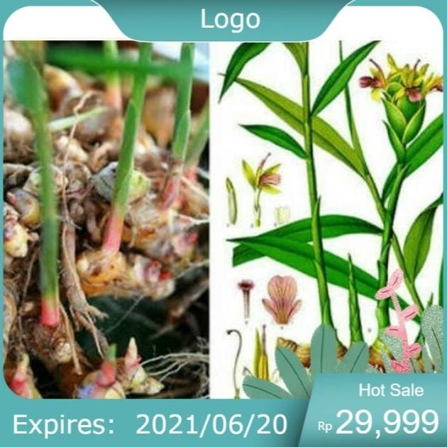 

Terlaris New Paket 10 Bibit Jahe Merah Bonus 2