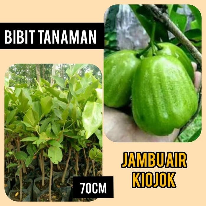 

Terlaris 1 Kg Bisa 2 Bibit Jambu Air Kiojok 70 Cm