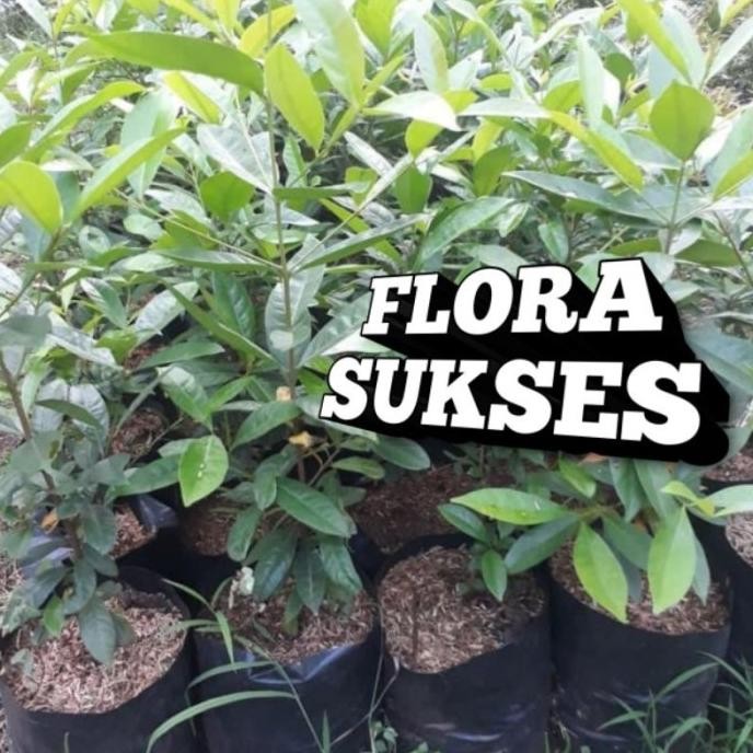 

Terlaris A7 Bibit Tanaman Daun Salam Bibit Salam Bumbu Masak (B7)