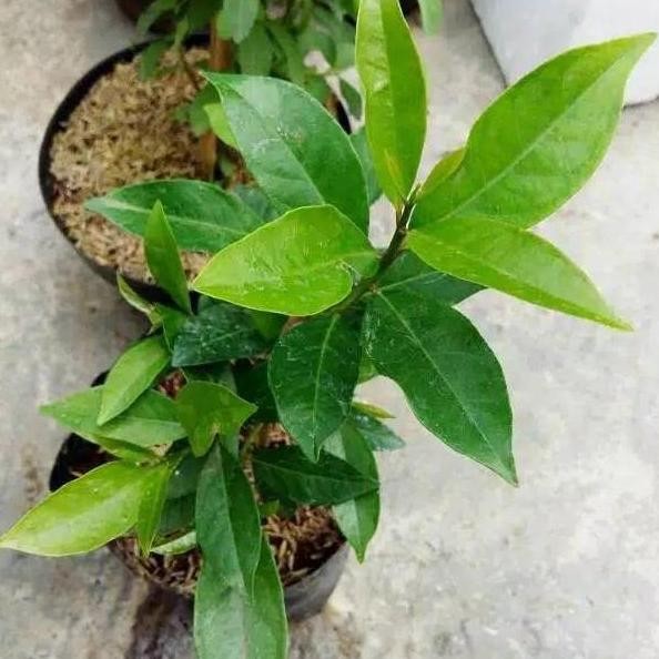 

Terlaris Bibit Tanaman Daun Salam Pohon Salam Tanaman Rempah Sayur Bumbu Masak / Pohon Salam Rimbun New Stok