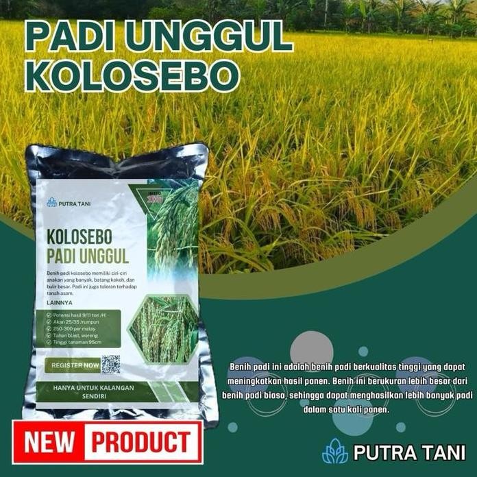 

Terlaris Benih Padi Kolosebo 1Kg 90-95 H
