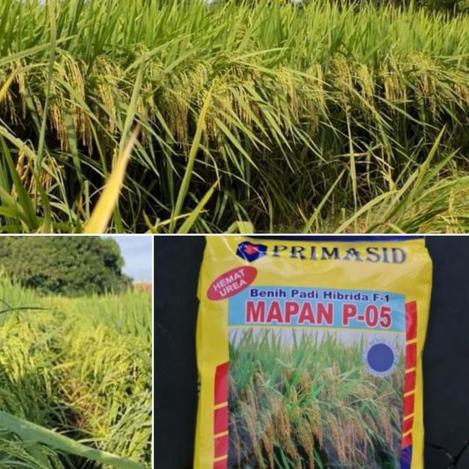 

Terlaris Benih Padi Mapan 05 Hibrida