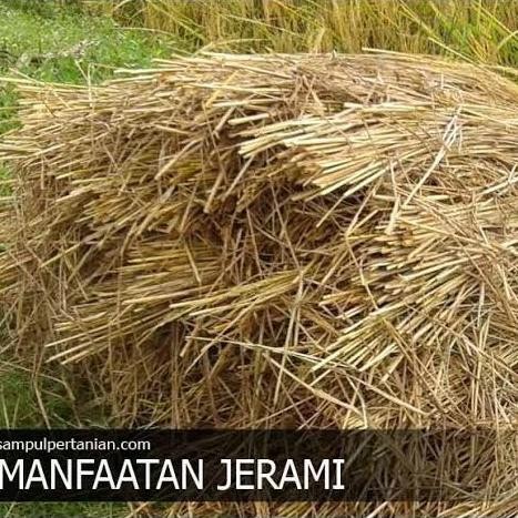 

Terlaris Jerami Padi Kering 500 Gram Alas Sarang Dekorasi