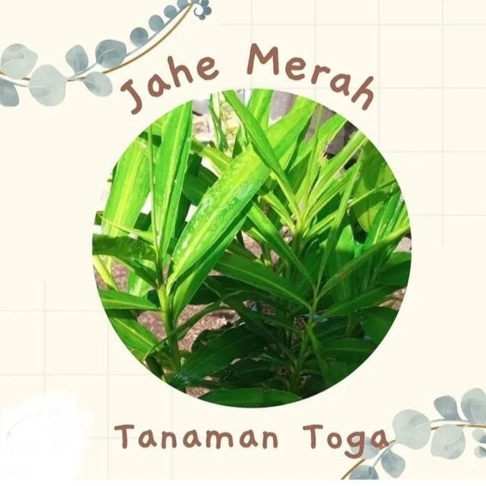 

Terlaris Cod Bonus1 Bibit/4Bibit Jahe Merah Super/4Bibit Jahe Merah Siap Tanam
