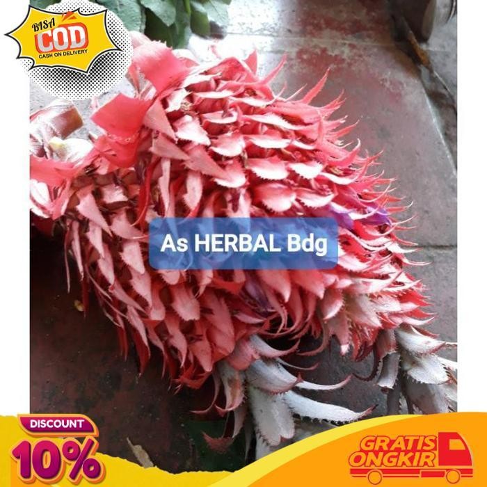 

Terbaik Paket Hemat 500 Gram Nanas Merah Muda Asli Segar Nanas Hutan