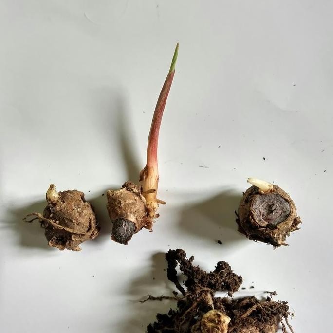 

Terlaris Kunyit Hitam Bibit