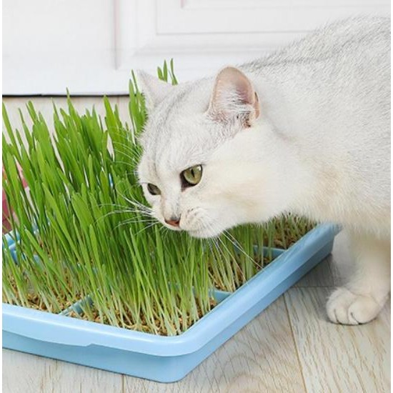 

Terlaris Benih Rumput Kucing 100 Gram - Bibit Rumput Gandum Wheat Grass