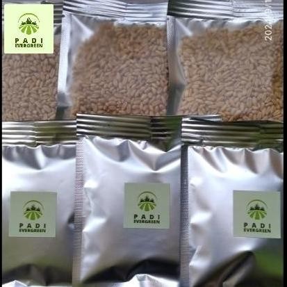 

Terlaris Benih Bibit Rumput Gandum Unggul 50 Gram