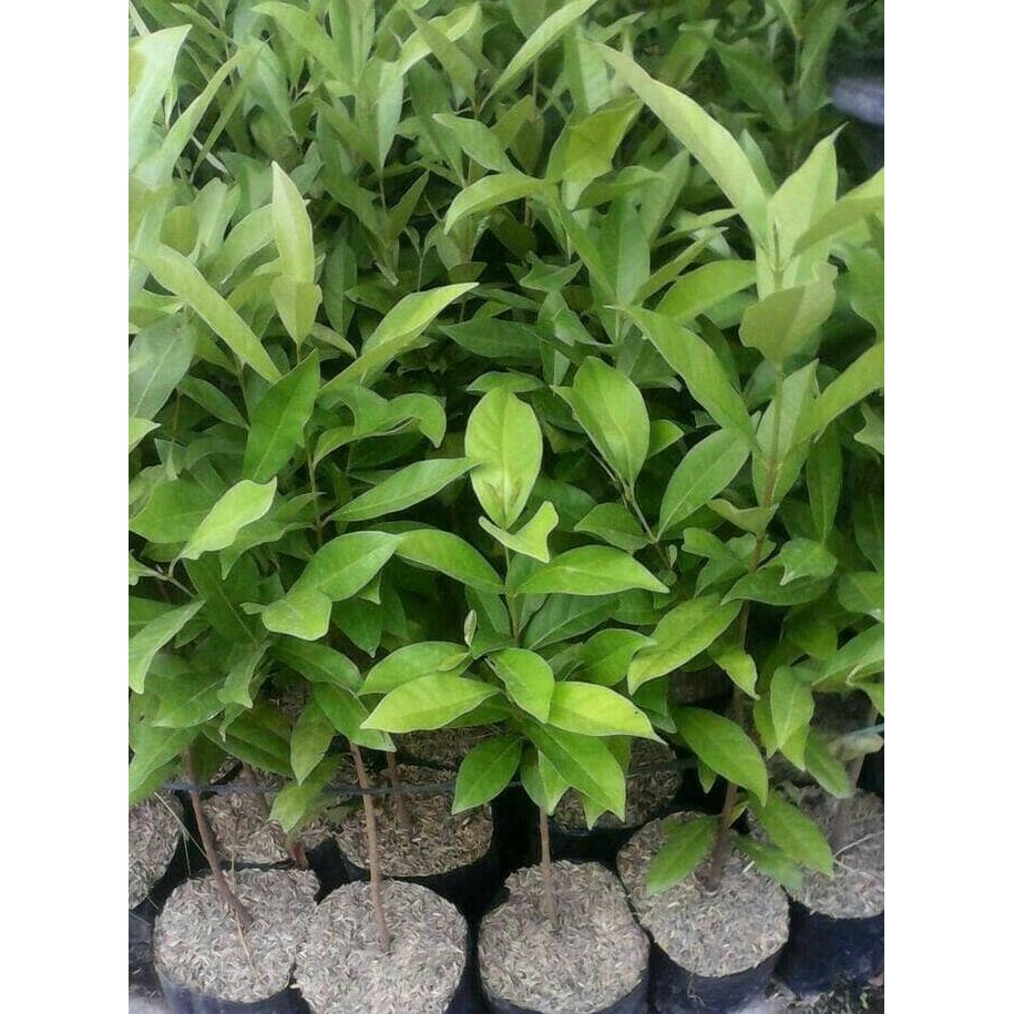 

Terlaris H3R. Bibit Tanaman Daun Salam ( Tinggi Diatas 60Cm )