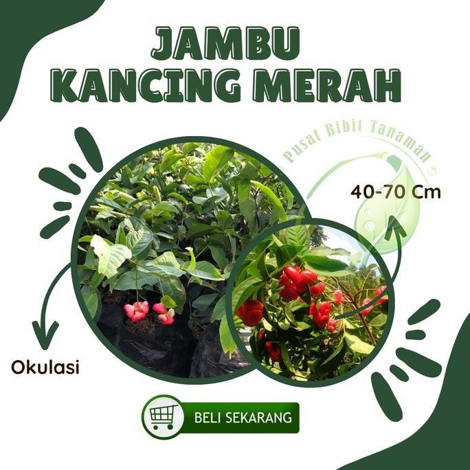 

Terlaris Bibit Jambu Kancing Tanaman Buah Hidup Siap Tanam