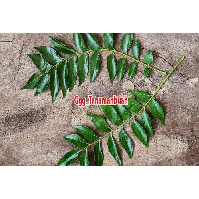 

Terlaris Bibit Daun Kari Salam Koja Temurui Wild Curry Afpvcq 0282Uk