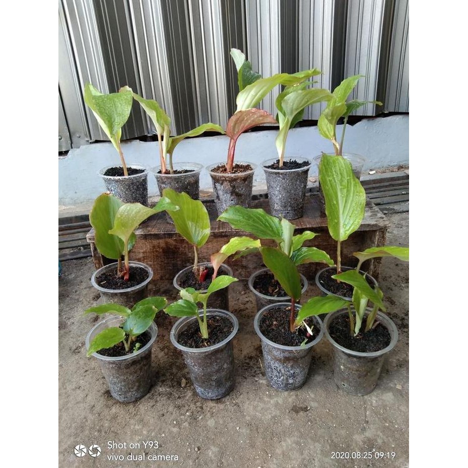 Terlaris Bibit Kunyit Hitam 1Tunas