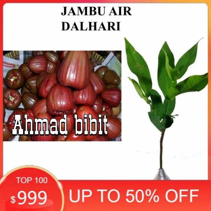 

Terlaris Bibit Tanaman Buah Jambu Air Dalhari Jambu Dalhari
