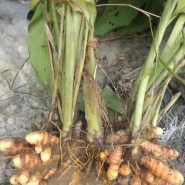 

Terlaris Bibit Kunyit Sayur/Kuning