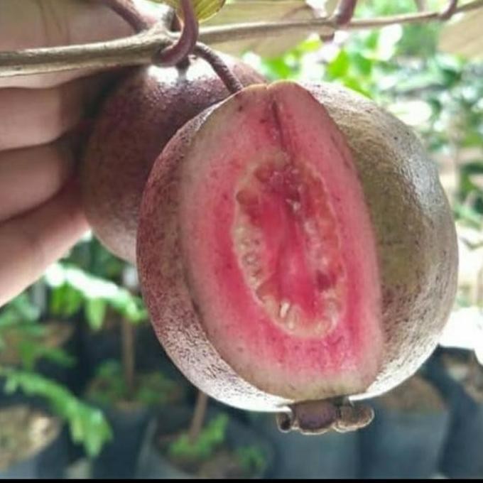 

Terlaris Bibit Jambu Merah Australia/ Bibit Jambu Australia Merah Unggul