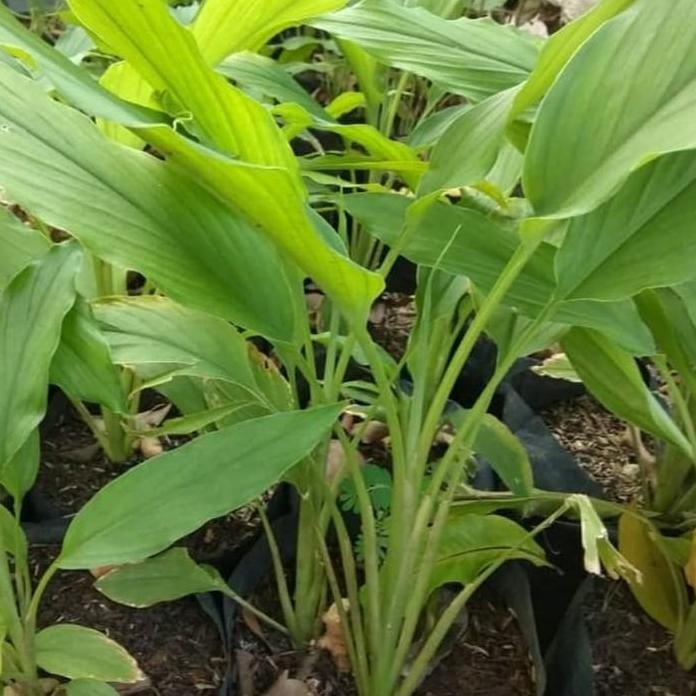 

Terlaris Bibit Tanaman Kunyit - Bibit Pohon Kunyit / Kunir- Obat Herbal