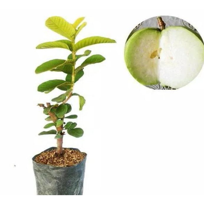 

Terlaris Promo Bibit Jambu Kristal Putih Tanpa Biji 50 Cm Bibit / Biji / Benih