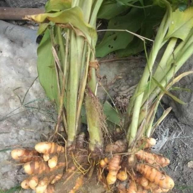 

Terlaris Bibit Kunyit Kuning Sayur