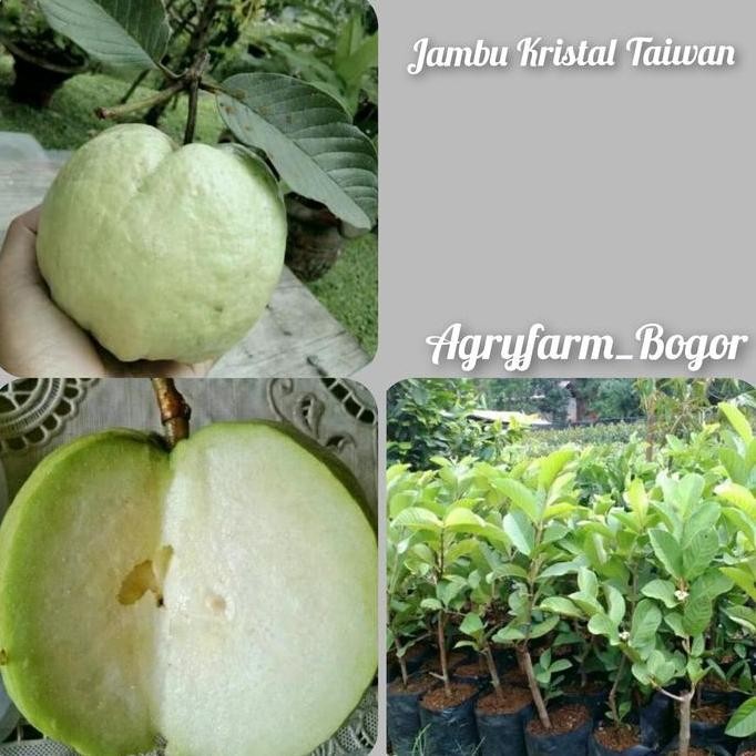 

Terlaris Promo Kemerdekaan Bibit Jambu Kristal (Siap Buah) Tanpa Biji