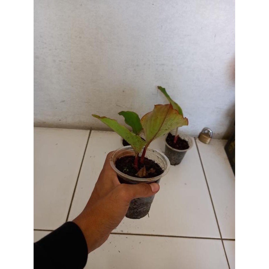 Terlaris Bibit Kunyit Hitam Batang Merah Super Asli