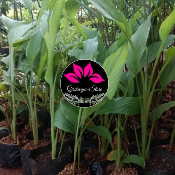 

Terlaris Bibit Pohon Kunyit Kuning - Kunyit Herbal - Kunyit Masak Cod