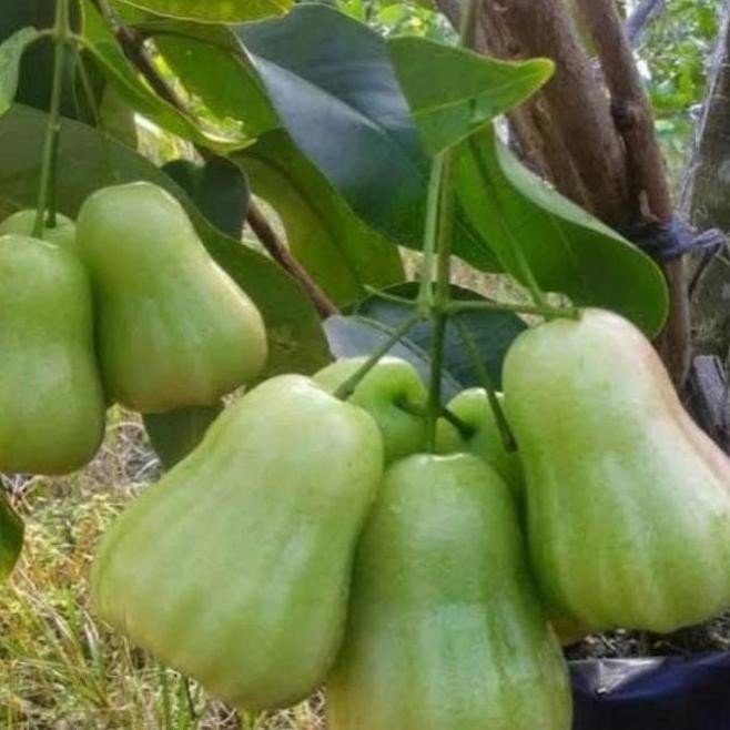 

Terlaris Bibit Jambu Air Madu Deli Hijau Mdh Super Genjah