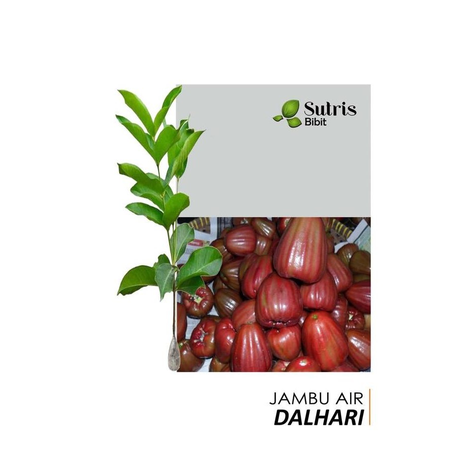

Terlaris Bibit Tanaman Buah Jambu Air Dalhari 60Cm