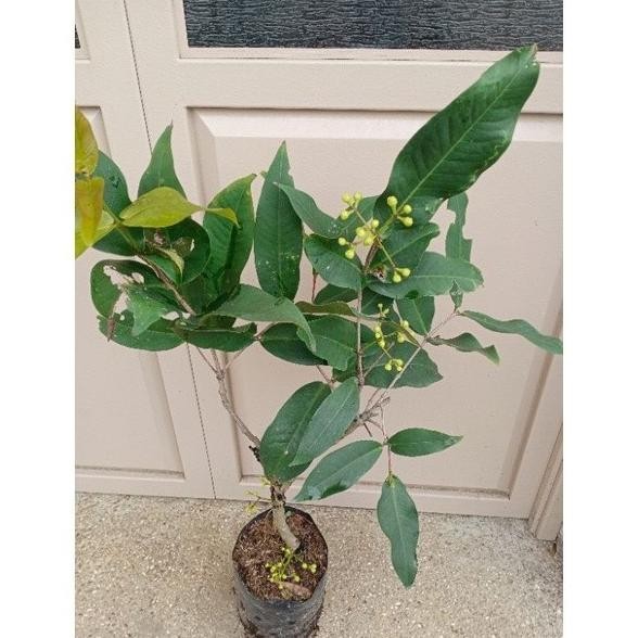 

Terlaris Premium Bibit Jambu Air Mutiara Merah/Hitam Belum Berbunga