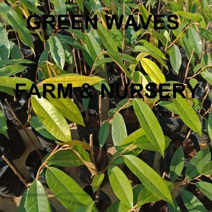 

Terlaris New* Bibit Durian Musang King/Raja Kunyit (D197) 40 Cm - 50 Cm .