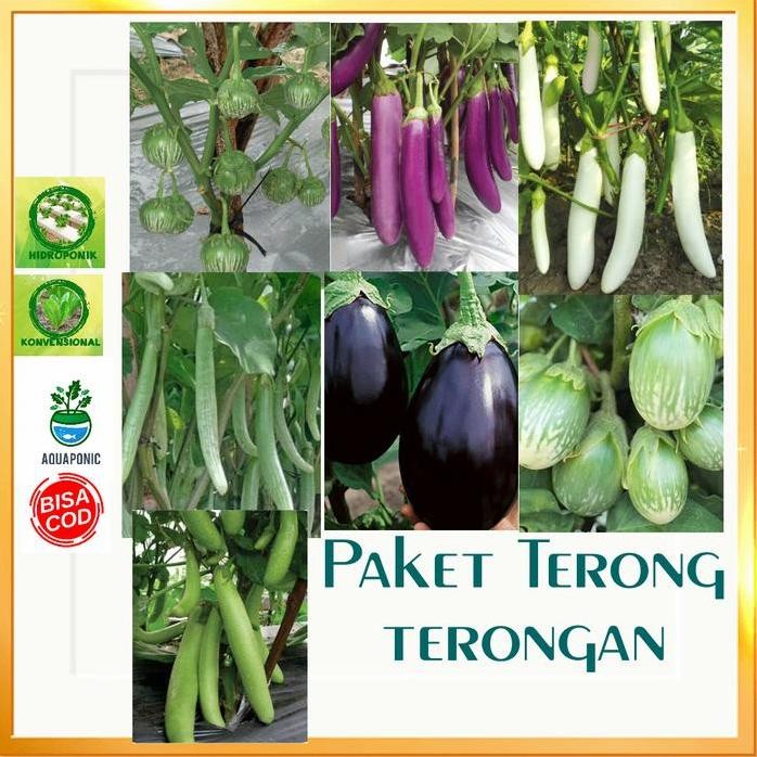 

Terlaris Paket 7 Macam Terong +Bonus Pupuk Npk+Polibag+ 2 Benih Lainnya