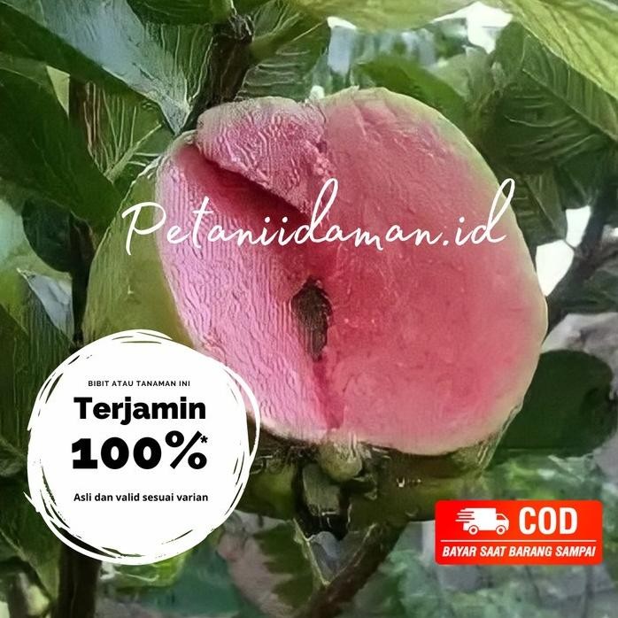 

Terlaris Bibit Tanaman Jambu Sukun Non Biji