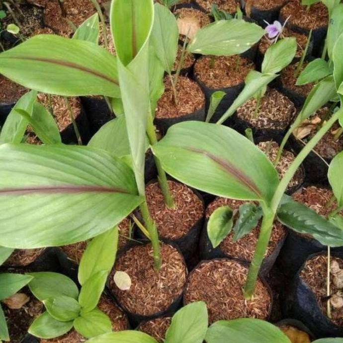 

Terlaris Bibit Temu Putih Kunyit Putih Siap Tanam