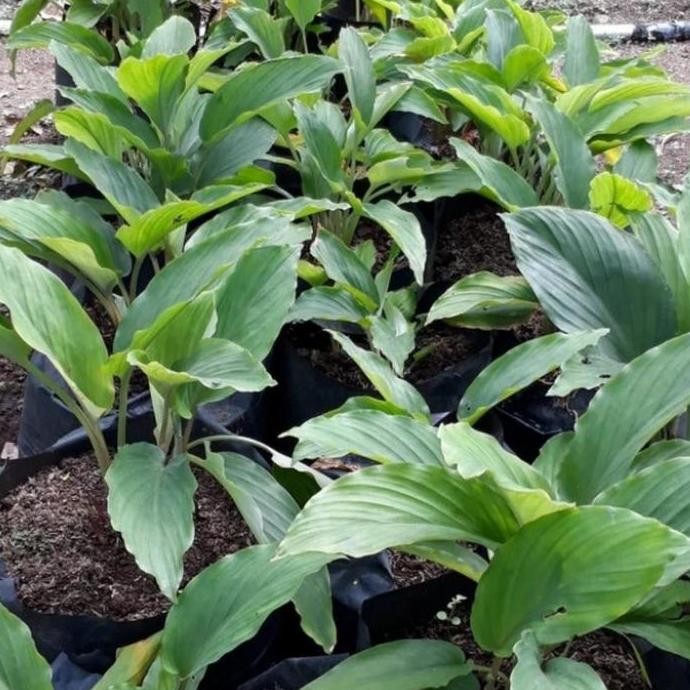 

Terlaris Bibit Tanaman Kunyit Hitam Asal Thailand