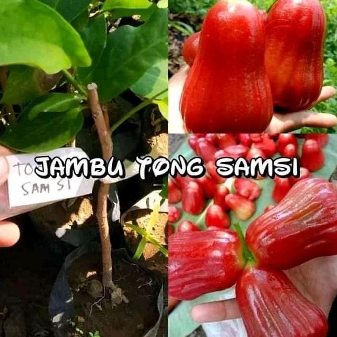 

Terlaris Bibit Jambu Tong Samsi