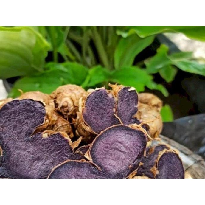 

Terlaris Bibit Tanaman Kunyit Hitam Asli Siap Tanam
